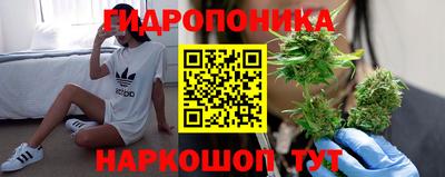 сатива Кингисепп
